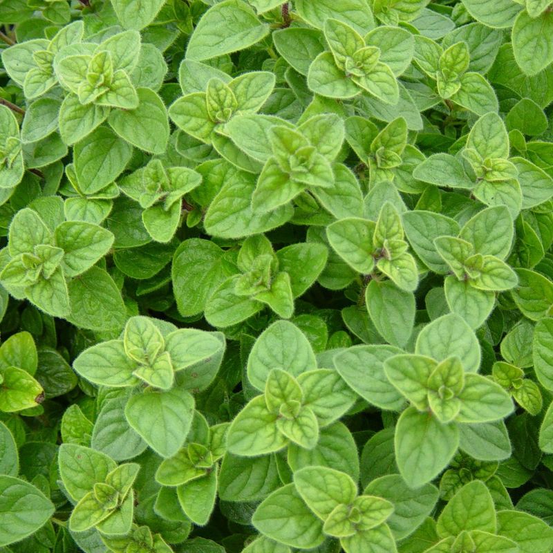 Oregano