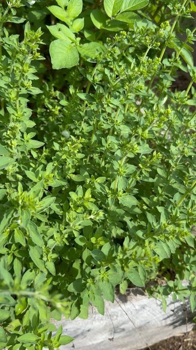 Oregano