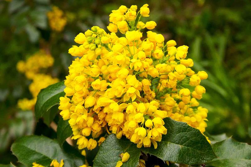 Oregon Grape