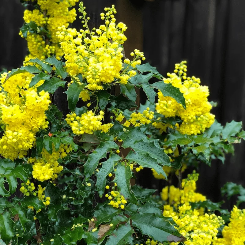 Oregon Grape