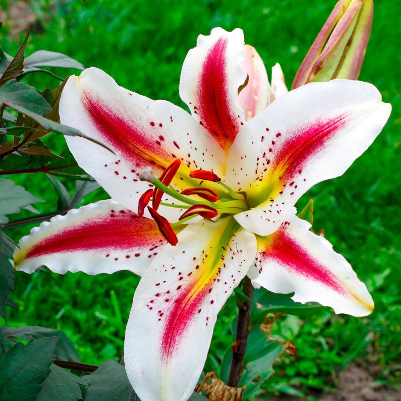 Oriental Lily