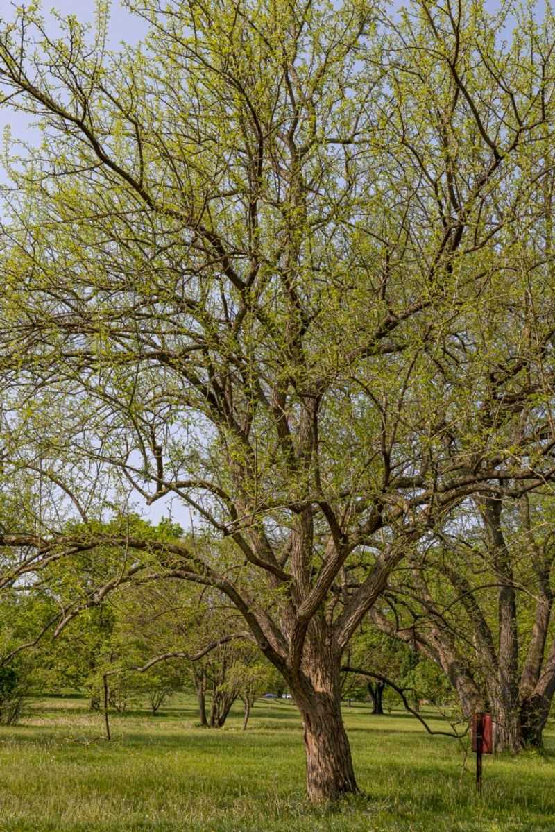 Osage Orange