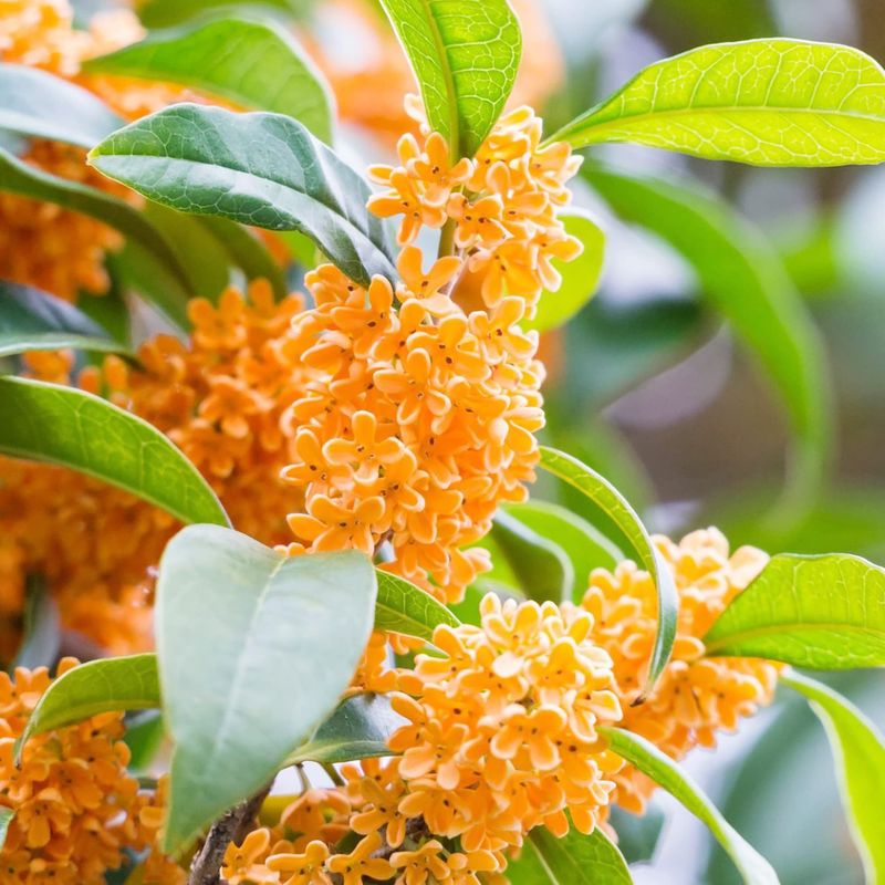 Osmanthus