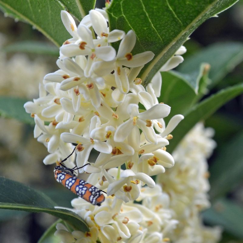 Osmanthus