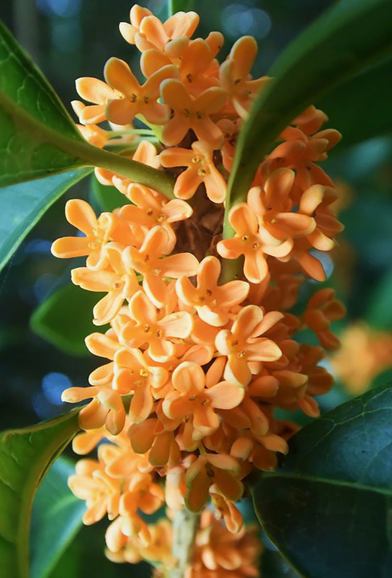 Osmanthus