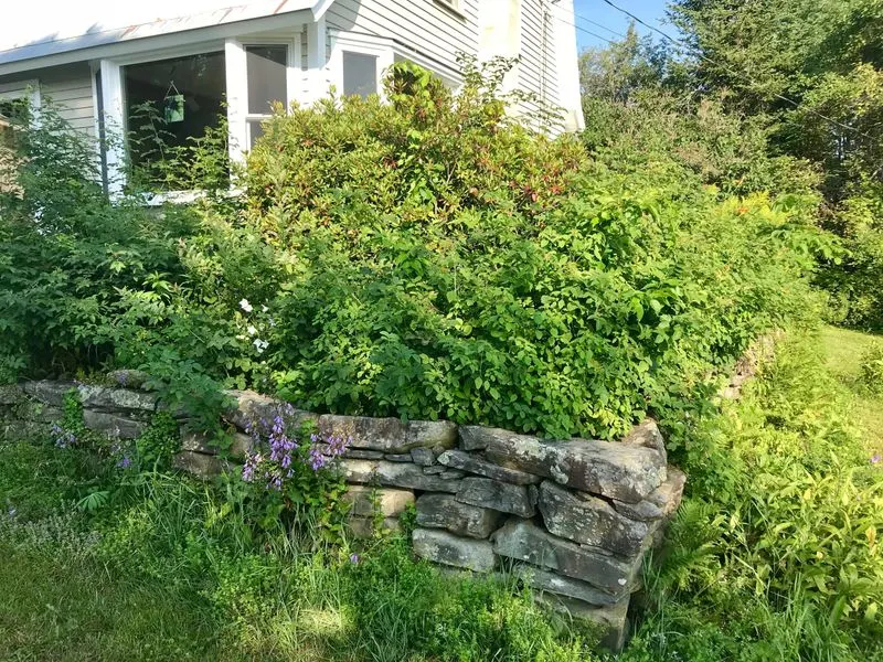 Overgrown Shrubs and Trees