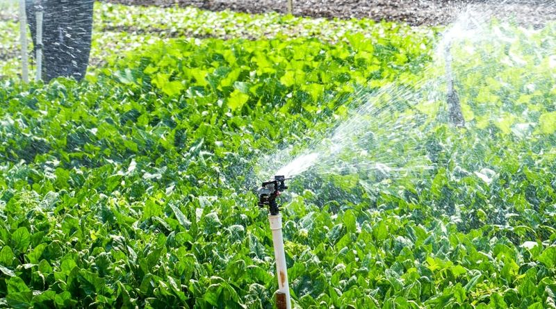 Overhead Watering Spreads Disease