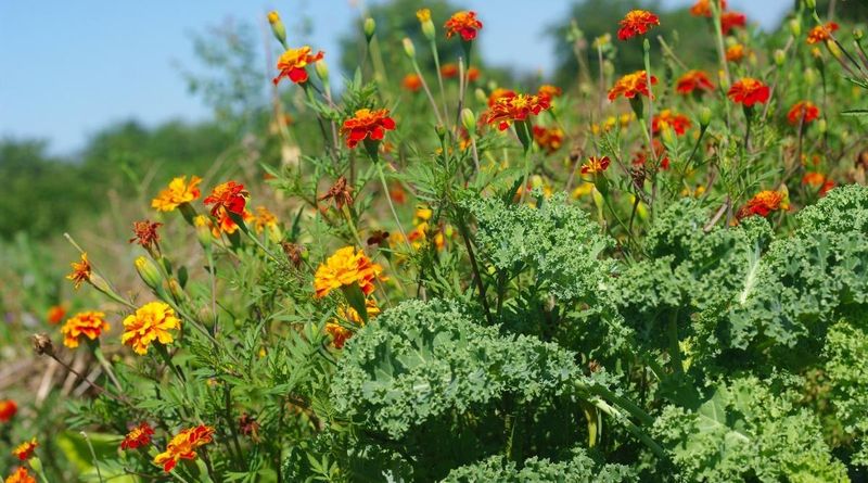 Overlooking Companion Planting