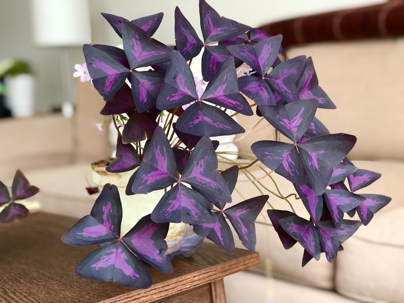 Oxalis Triangularis (Purple Shamrock)