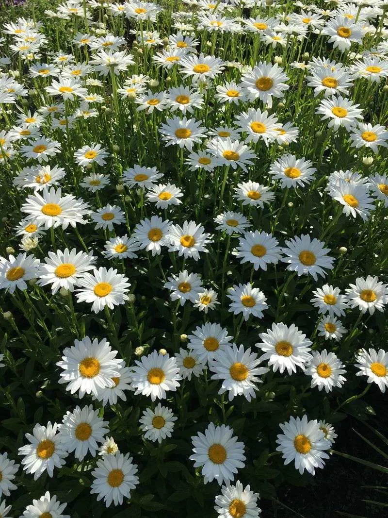 Oxeye Daisy