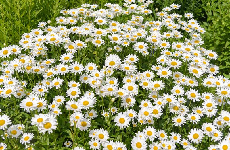 Oxeye Daisy