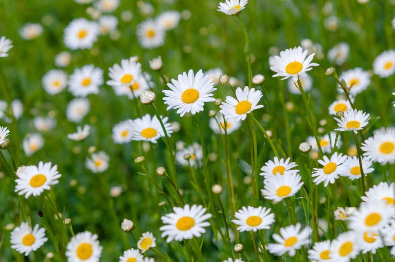 Oxeye Daisy