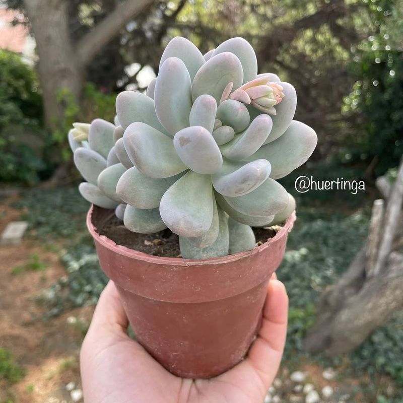 Pachyphytum Oviferum