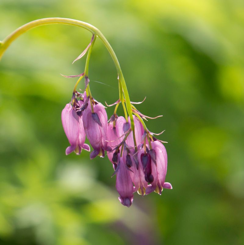 Pacific Bleeding Heart