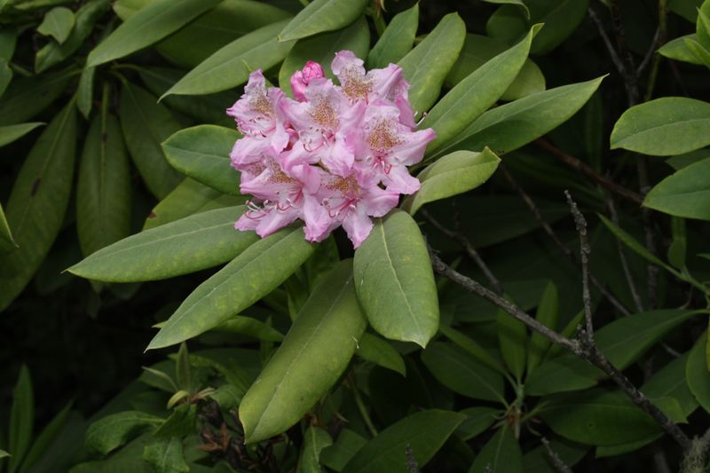 Pacific Rhododendron