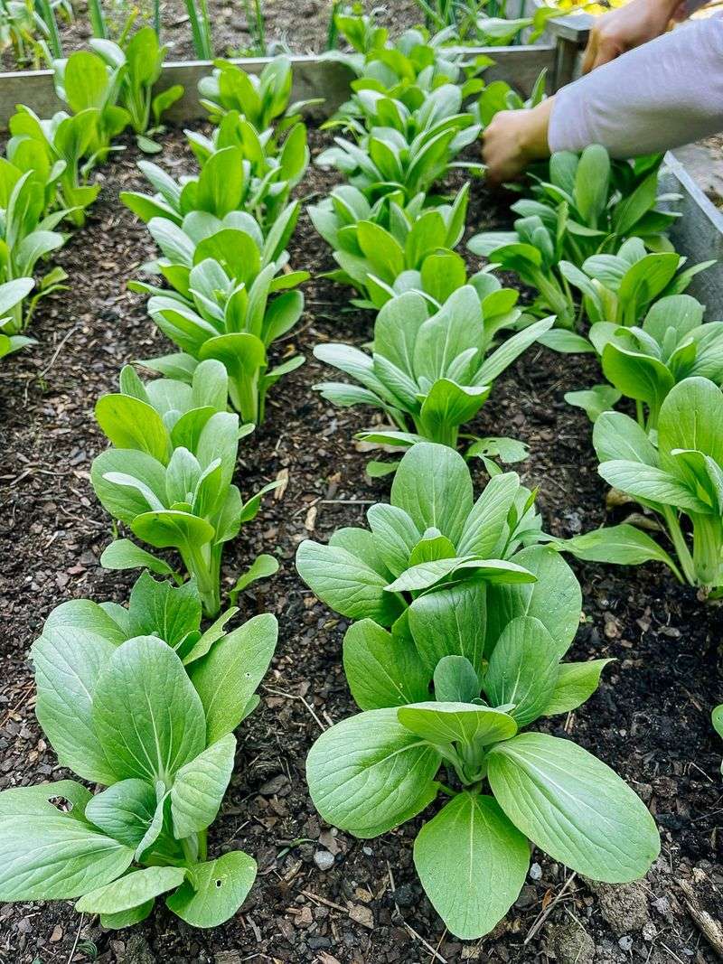 Pak Choi