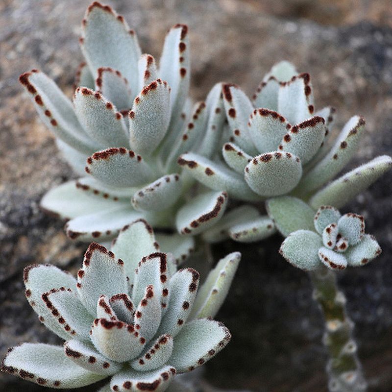 Panda Plant