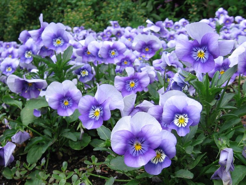 Pansies