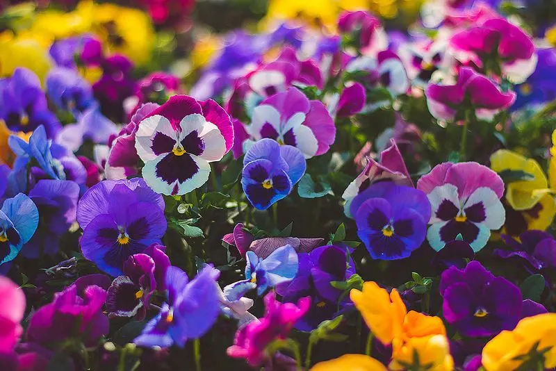 Pansies