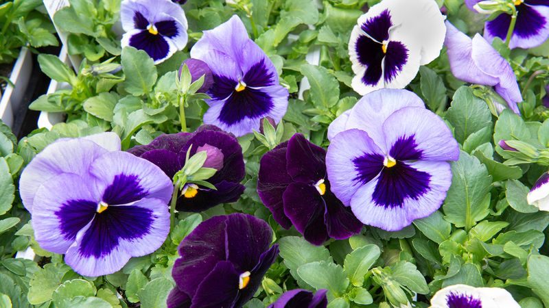 Pansy