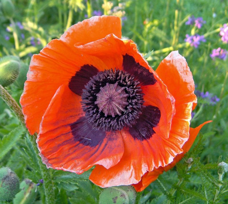 Papaver orientale (Oriental Poppy)