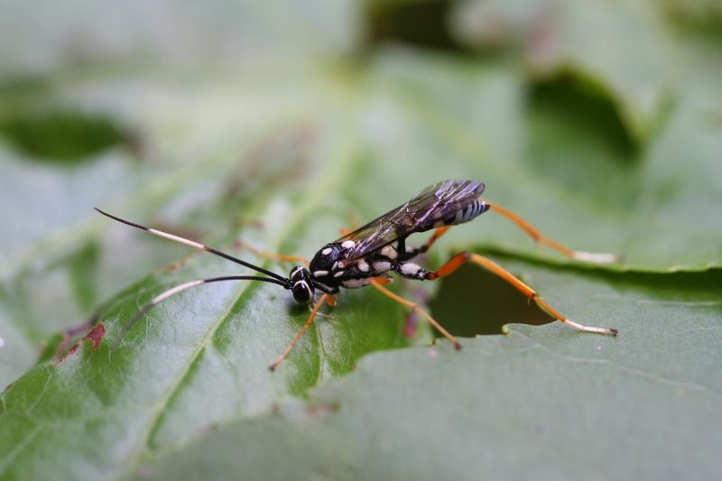 Parasitic Wasps