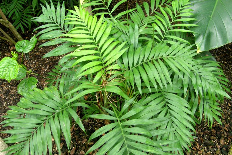 Parlor Palm (Chamaedorea elegans)