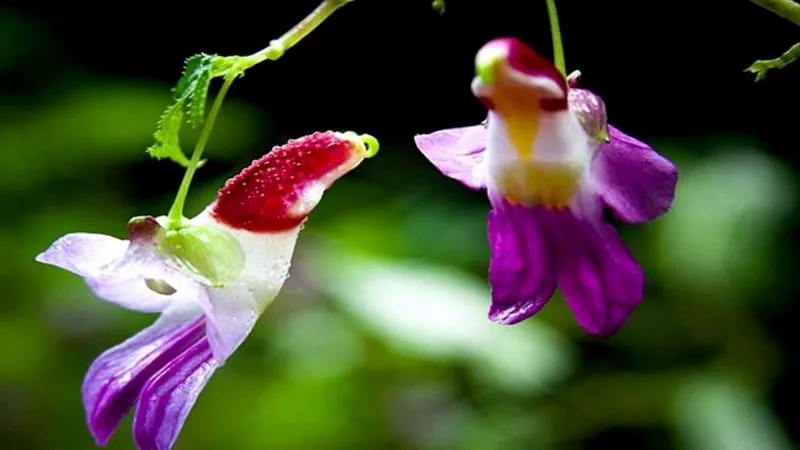 Parrot Flower