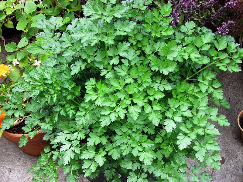 Parsley