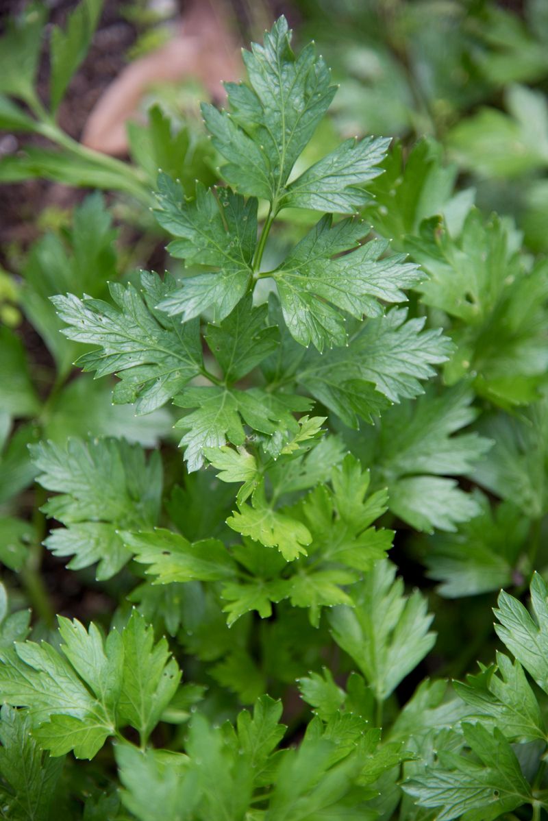 Parsley