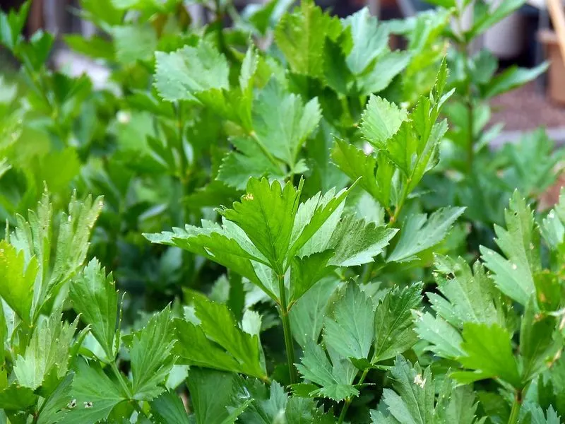 Parsley