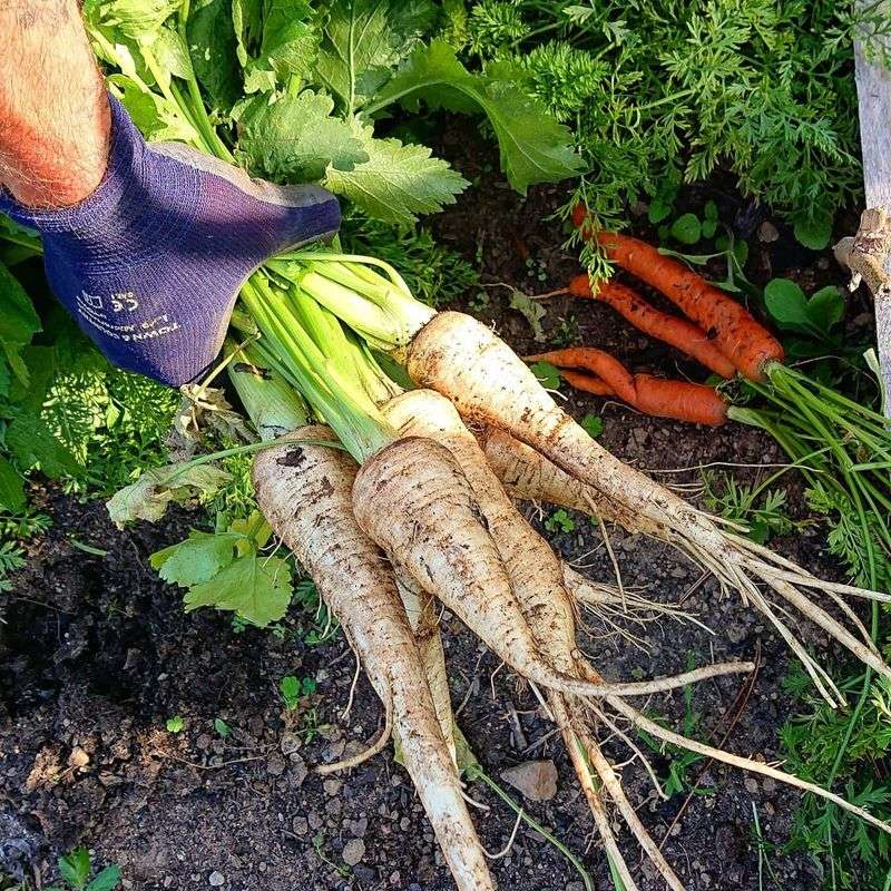 Parsnips