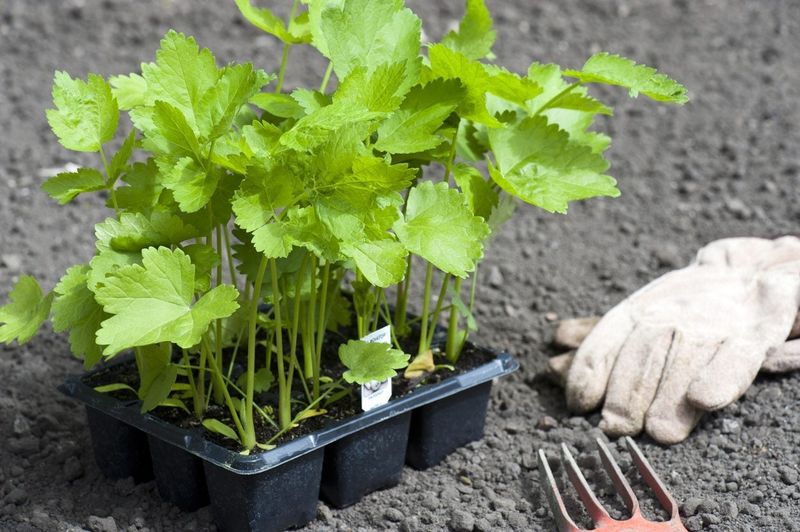 Parsnips