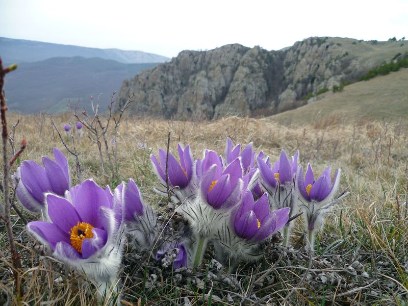 Pasque Flower