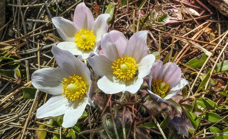 Pasque Flower