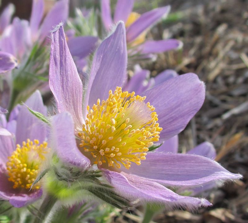 Pasque Flowers