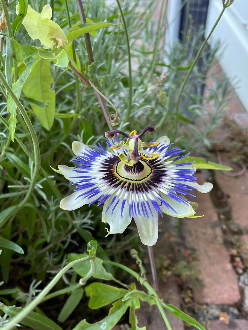 Passion Flower