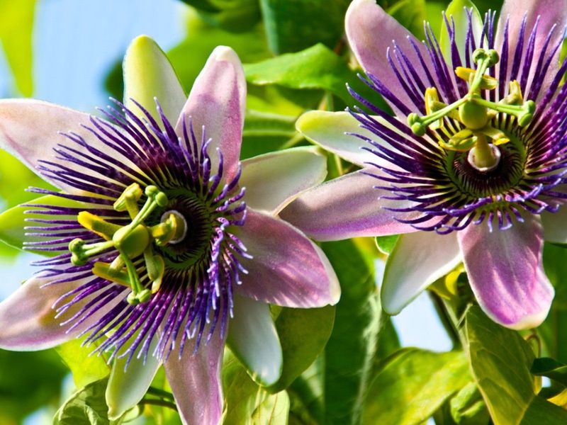 Passionflower