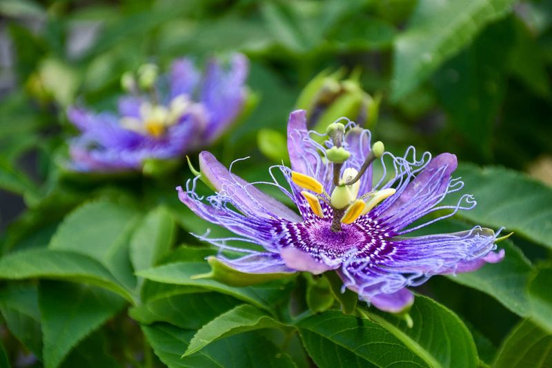 Passionflower