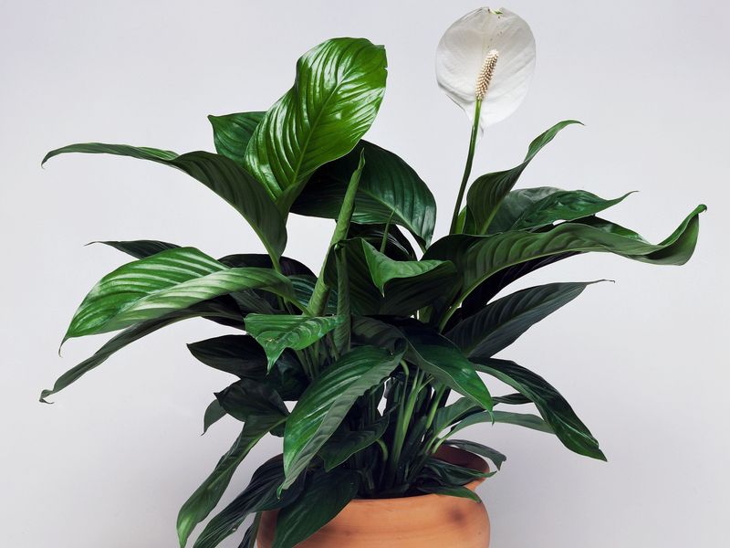 Peace Lily