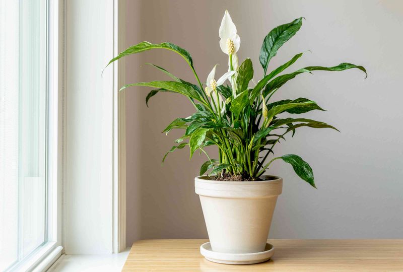 Peace Lily