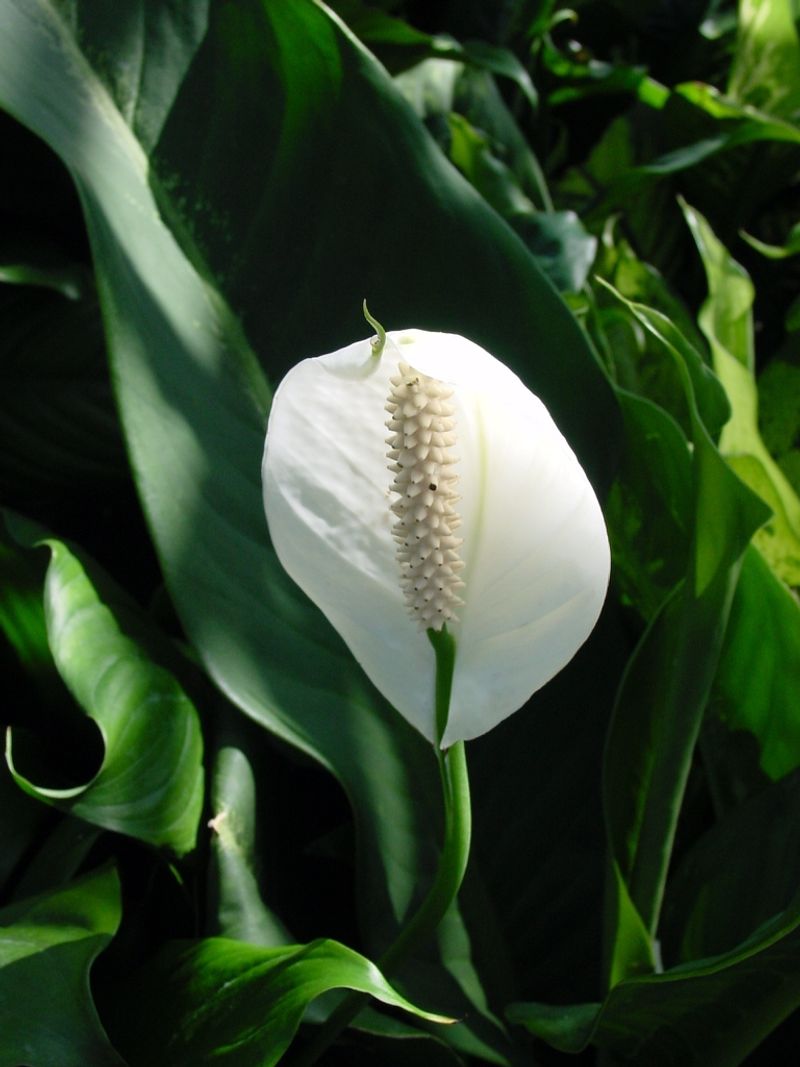 Peace Lily (Spathiphyllum)