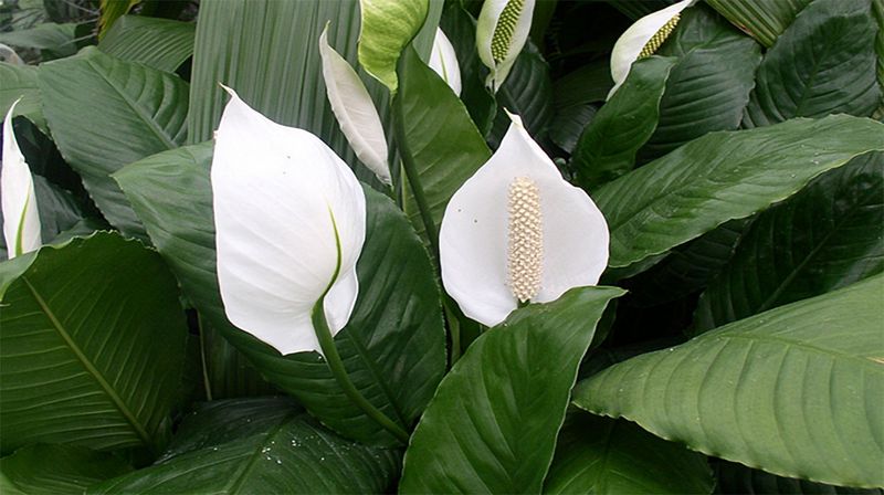 Peace Lily