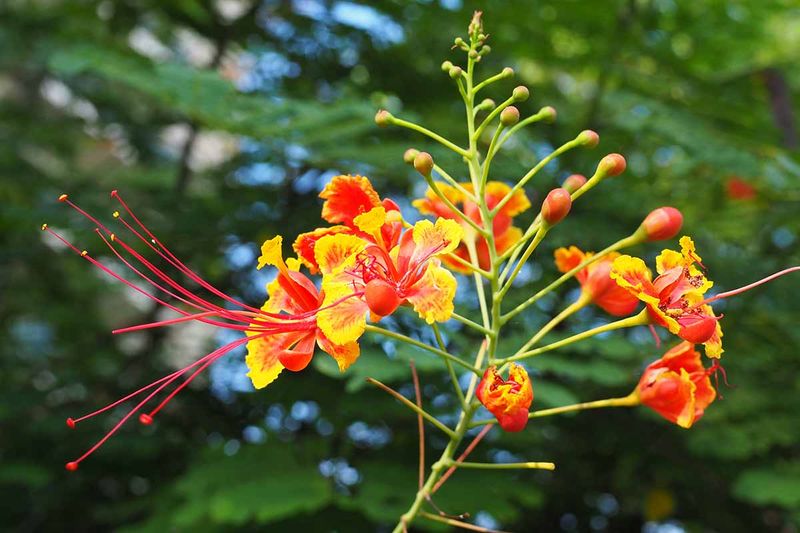 Peacock Flower