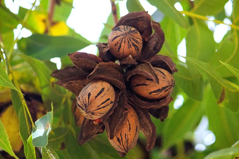 Pecan Tree