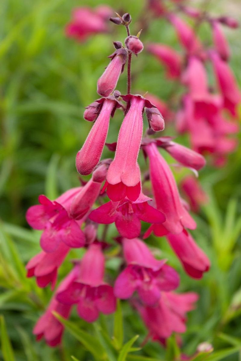 Penstemon