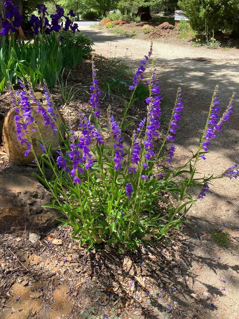 Penstemon