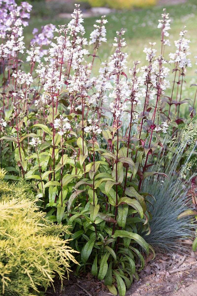 Penstemon (Penstemon digitalis)