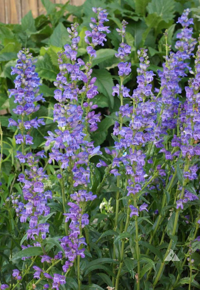 Penstemon Strictus