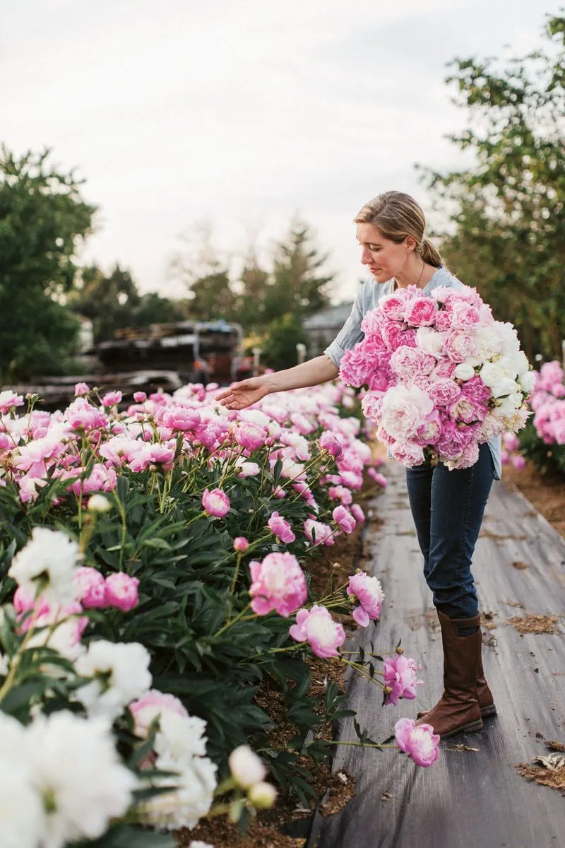 Peonies